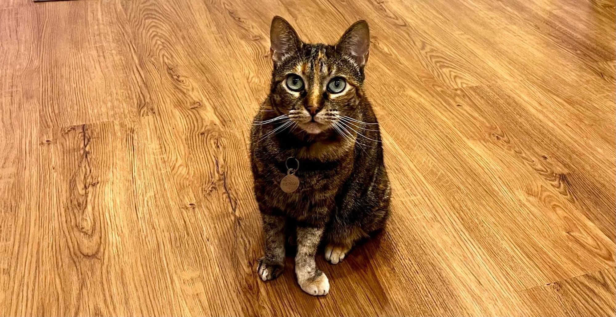 帕尔梅拉Refugio Do Gato公寓 外观 照片